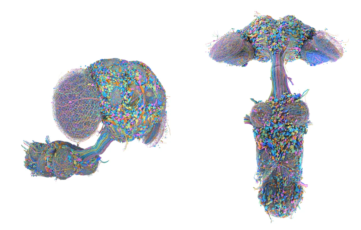Two 3D renderings of the reconstructed male fruit fly brain and nerve cord, with each neuron coloured differently. One is a side view, the other a front view showing the brain joined to the nerve cord below